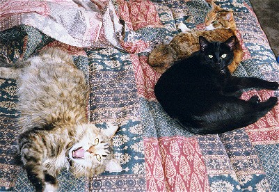 Kitties.jpg (70247 bytes)